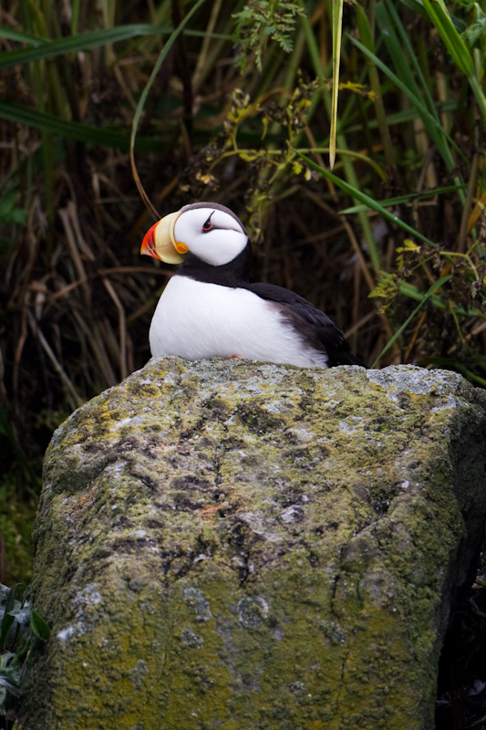 Horned Puffin